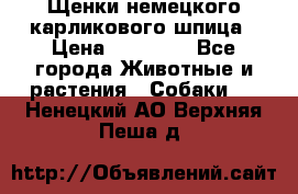 Щенки немецкого карликового шпица › Цена ­ 20 000 - Все города Животные и растения » Собаки   . Ненецкий АО,Верхняя Пеша д.